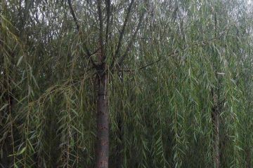 广西榆叶梅苗木种植直销基地采购多少钱